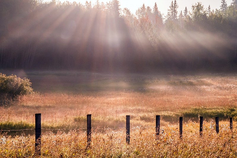 雾,阳光光束,阿尔伯塔省,草地,横截面,郊野公园,农业,厚木板,草,色彩鲜艳