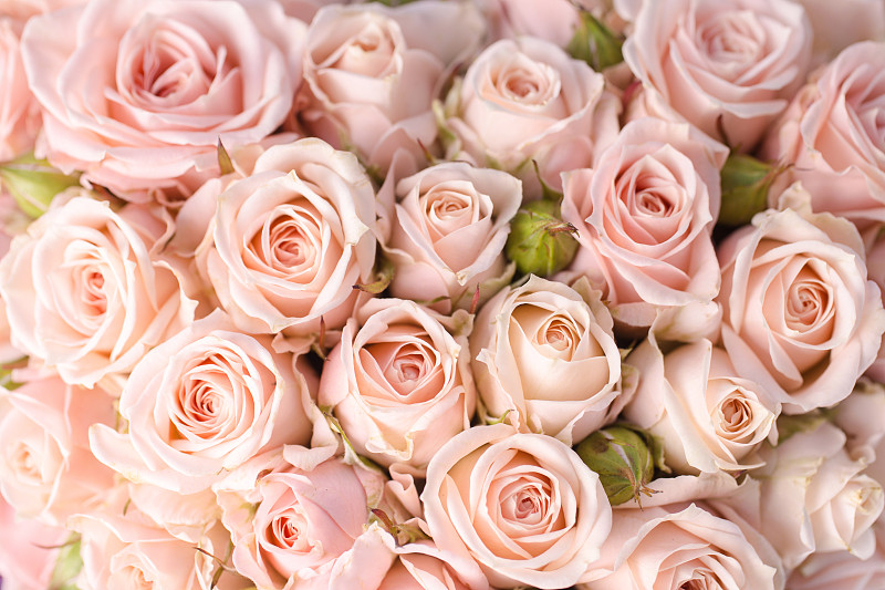 玫瑰,背景,粉色,贺卡,清新,浪漫,情人节卡,婚礼,色彩鲜艳,春天