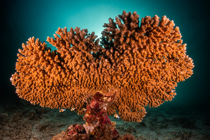 水下,珊瑚,式样,运动,热带气候,水面,印度洋,动物,植物,在下面