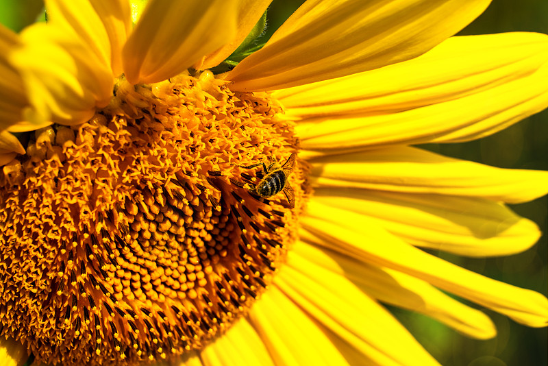 蜜蜂,蓝色,花朵,向日葵,天空,夏天,农业,清新,自然界的状态,自由