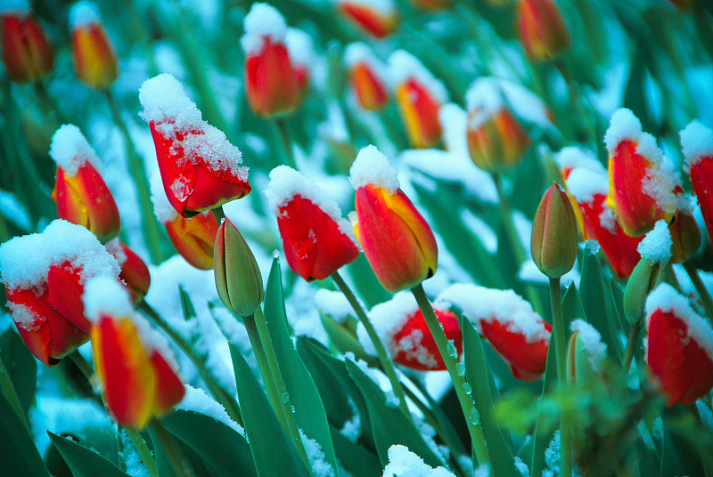 郁金香,红色,雪,春天,四月,在下面,草坪,色彩鲜艳,3到4个月,暴风雨