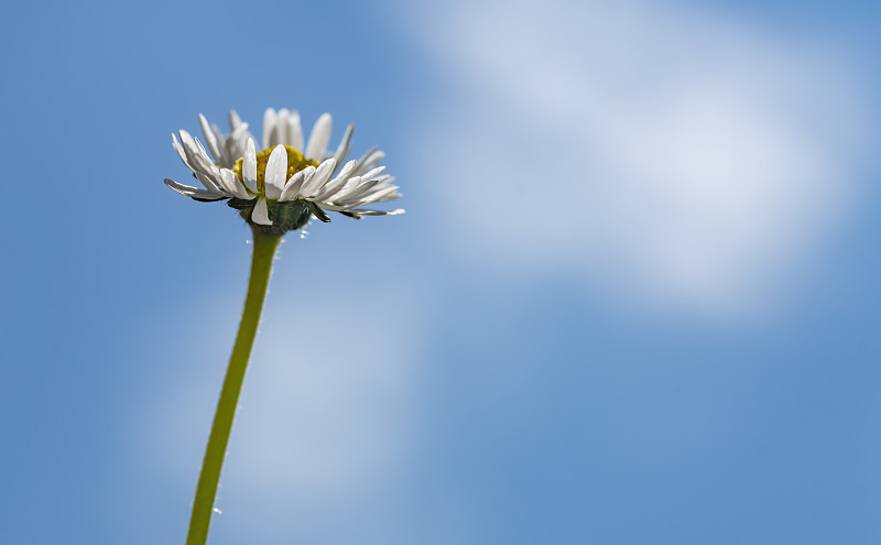 雏菊,天空,蓝色,一个物体,云,植物,户外,晴朗,园艺,草地