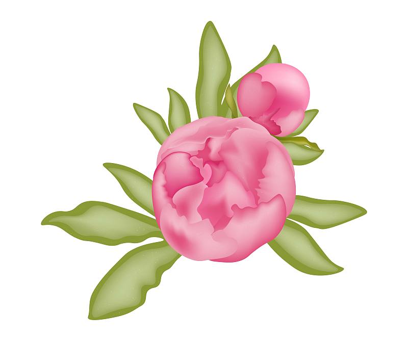 叶子,牡丹,绿色,矢量,绘画插图,粉色,三维图形,花蕾,白色背景,图像特效