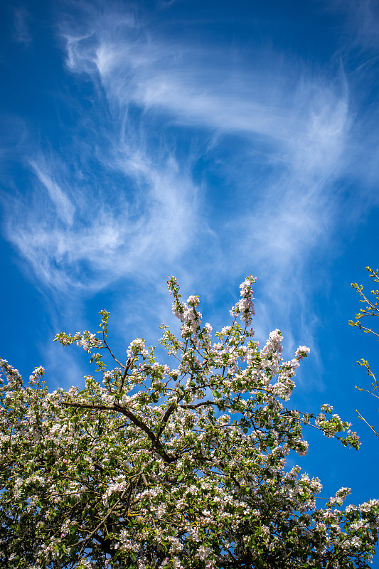 蓝色,天空,苹果树,农业,清新,环境,雪,天气,草,春天