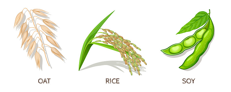 图标集,米,大豆,燕麦,农业,麦片,自然界的状态,背景分离,牛奶,食品