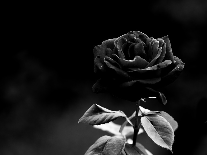 花瓣,黑白图片,红色,黑色,玫瑰,清新,法国,浪漫,环境,仅一朵花