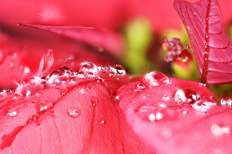 仅一朵花,水,水滴,红色,湿,玫瑰,清新,自然美,春天,植物