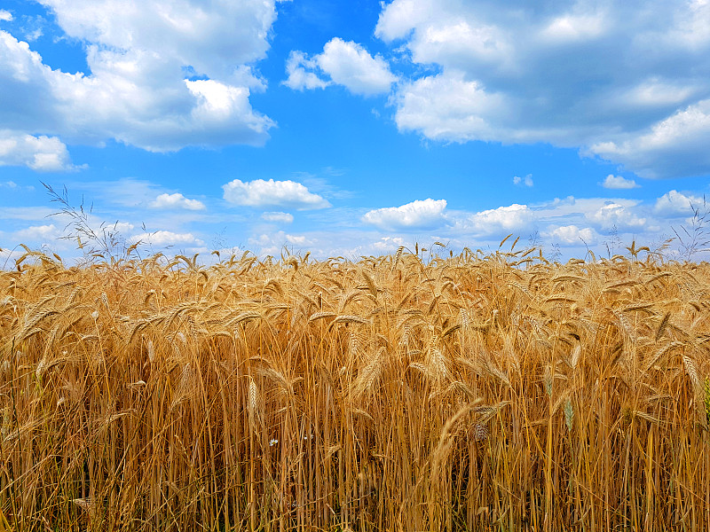 小麦,背景,蓝色,天空,黄金,田地,农业,大麦,暗色,面包