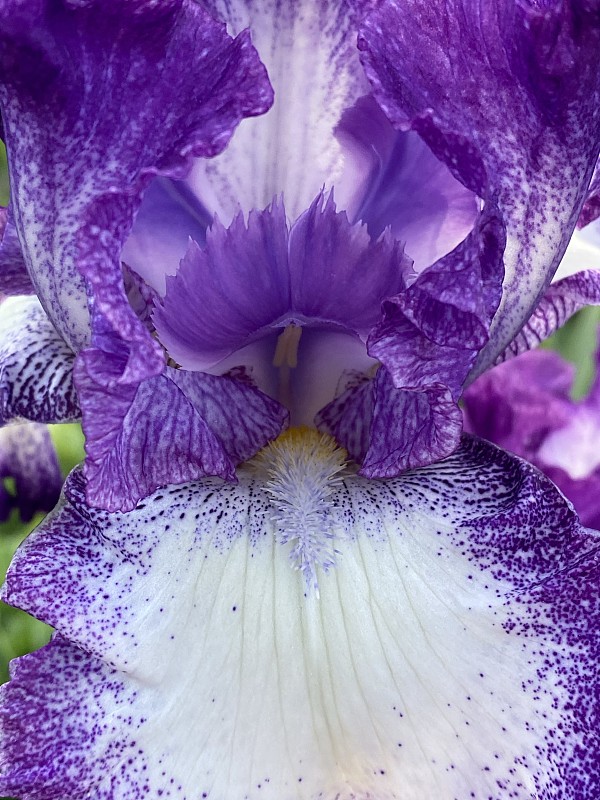 紫色,bearded,iris,白色,色彩鲜艳,自然美,春天,植物,夏天,户外,花坛