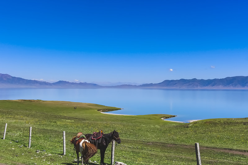 马,新疆维吾尔自治区,平原,湖,自然美,绑扎了的,篱笆,前面,两只动物,农业