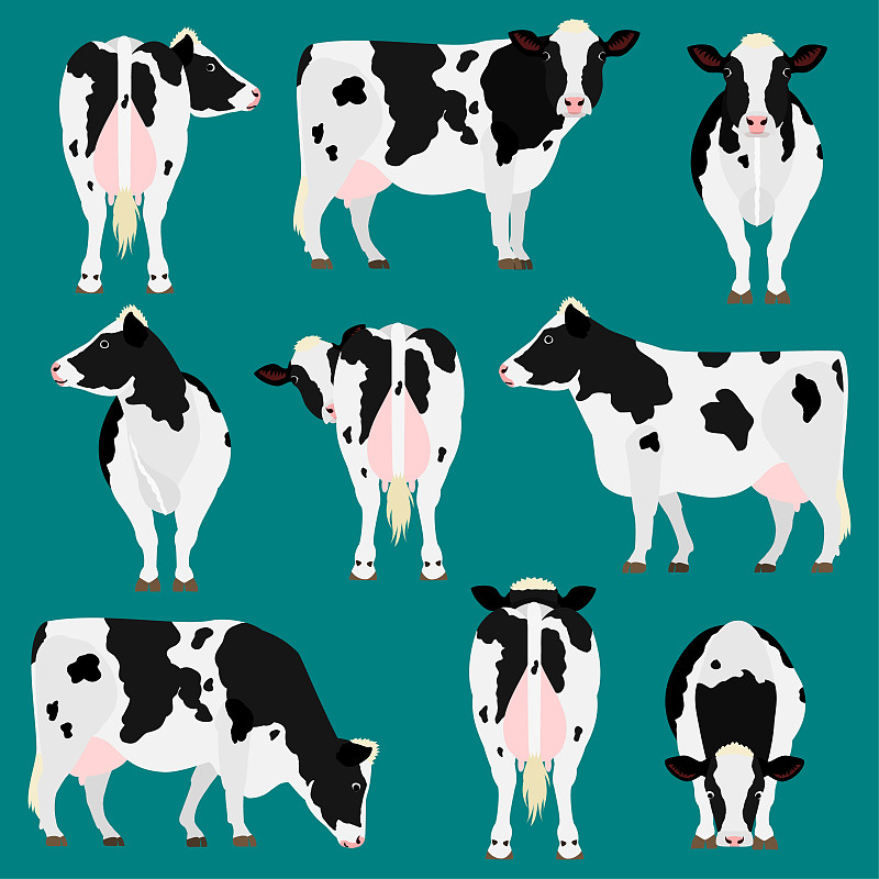 多样,弗里斯兰奶牛,荷尔斯泰因,注视镜头,可爱的,肖像,背面视角,多帧影像,从容态度,牛