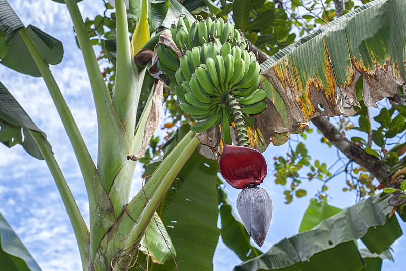 低视角,未成熟的,香蕉,农业,清新,热带气候,萨尔瓦多,食品,云,香蕉叶