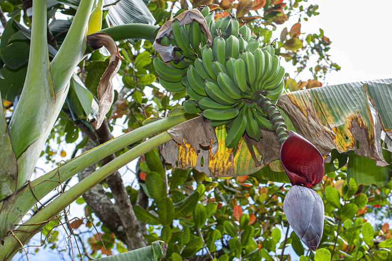 香蕉,低视角,未成熟的,农业,清新,热带气候,萨尔瓦多,食品,云,香蕉叶