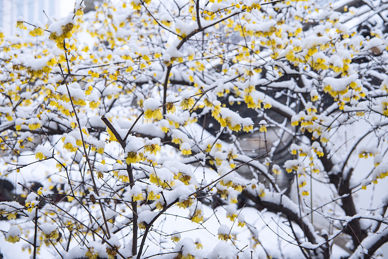 梅花,雪,寒冷,安静,环境,霜,公园,自然美,中国,花