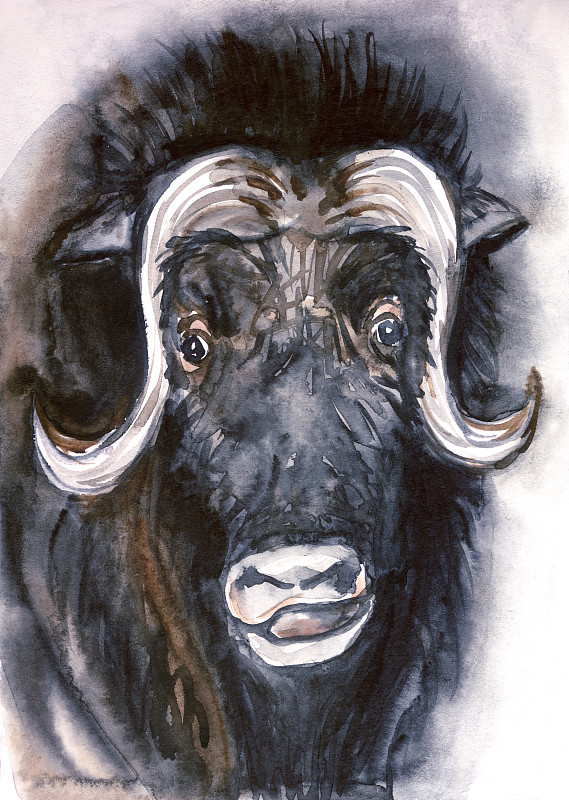 绘画插图,麝牛,水彩画,可爱的,动物主题,水彩画颜料,野生动物,肖像,眼睛,加拿大