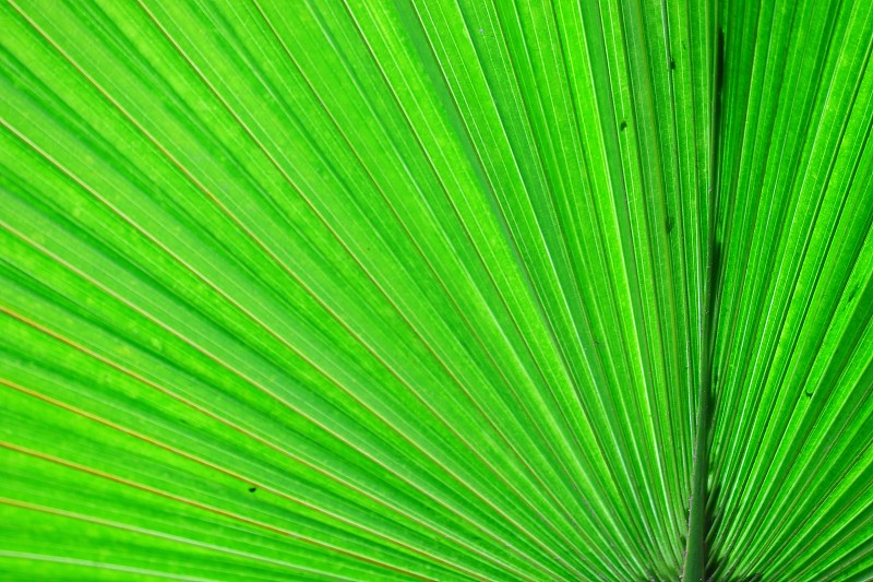 特写,正面视角,叶子,棕榈树,绿色,一个物体,热带气候,椰子,枝繁叶茂,色彩鲜艳
