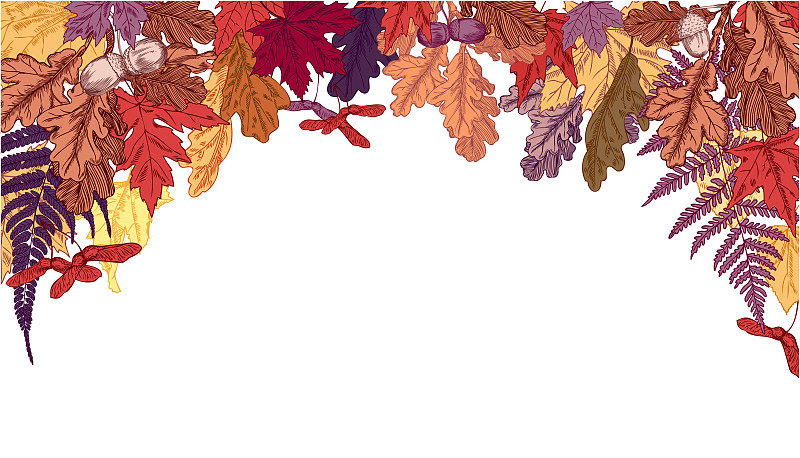 秋天,叶子,标语,背景分离,边框,古董,钢笔画,橡树果,背景,枫树
