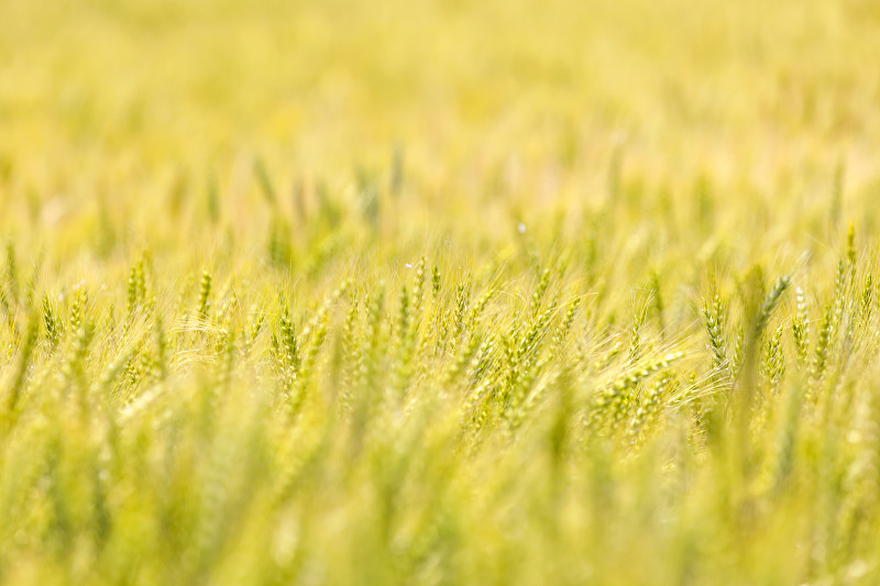 小麦,清新,风,农业,气候,大麦,食品,云,环境保护,枝繁叶茂