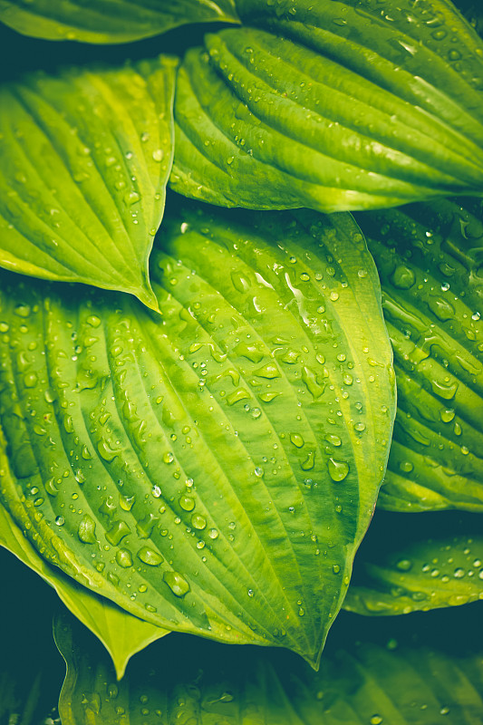 玉簪属植物,雨滴,自然美,阶调图片,叶子,绿色背景,湿,拉脱维亚,清新,自然界的状态