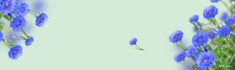 网站横幅,蓝盆花,清新,从容态度,自然美,春天,韩国,植物,背景,夏天