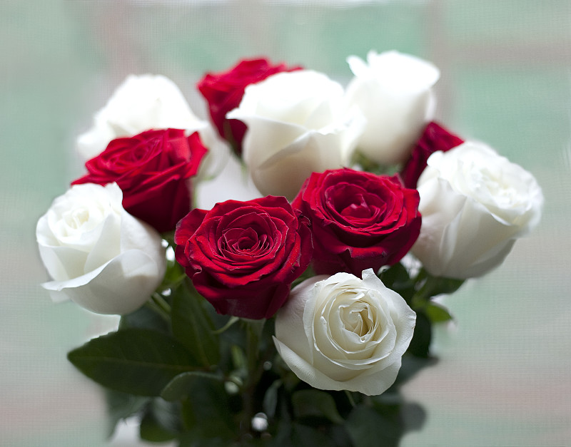 玫瑰,花束,白色,特写,红色,周年纪念,事件,清新,菜园,热情