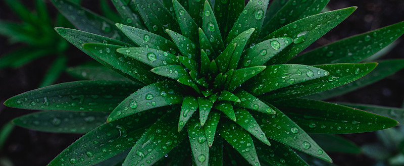 背景,纹理,自然,雨滴,叶子,壁纸,绿色,顶部,风景,暗色