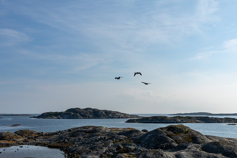 岛,在上面,鹤,瑞典,安静,野生动物,云,自然美,鸟类,海岸线