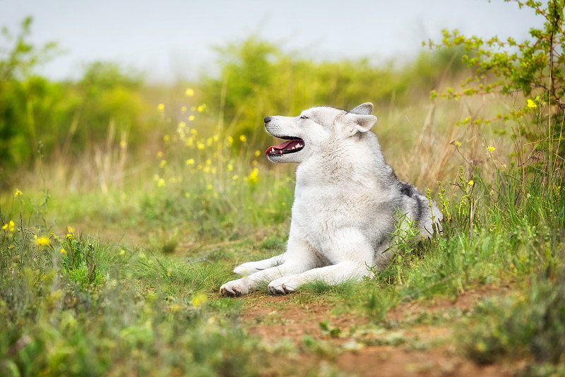 白色,西伯利亚哈士奇犬,草,灰发,雌性动物,田地,草坪,狗,枝繁叶茂,哺乳纲