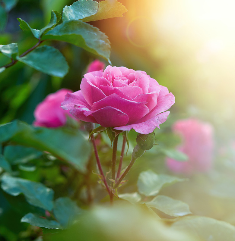 粉色,明亮,玫瑰,花蕾,菜园,日光,阳光光束,清新,浪漫,自然美