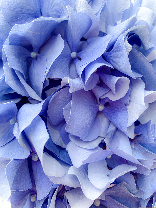 蓝色,背景,八仙花属,特写,自然美,湿,部分,简单,细的,色彩鲜艳