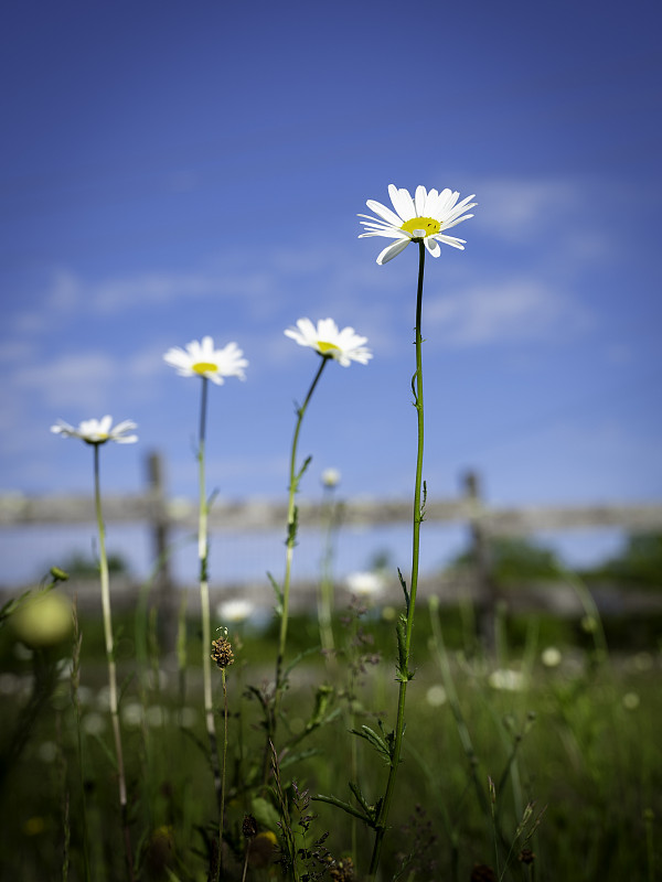 雏菊,背景,天空,白色,蓝色,草地,草坪,草,园林,家庭花园