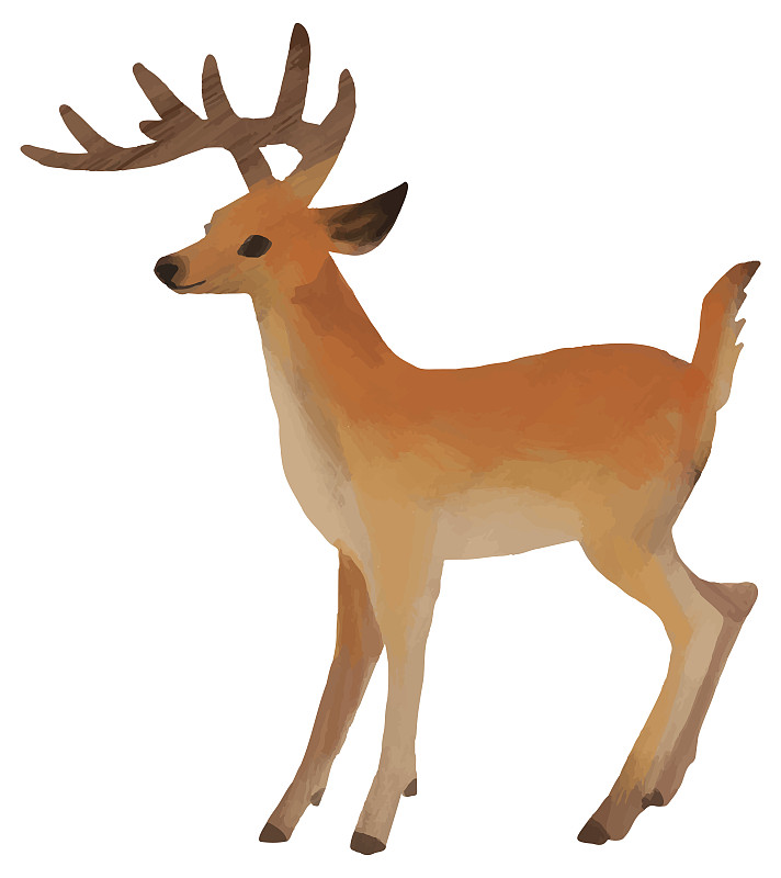 绘画插图,鹿,水彩画颜料,涂料,可爱的,插图画家,动物主题,野生动物,哺乳纲,动物