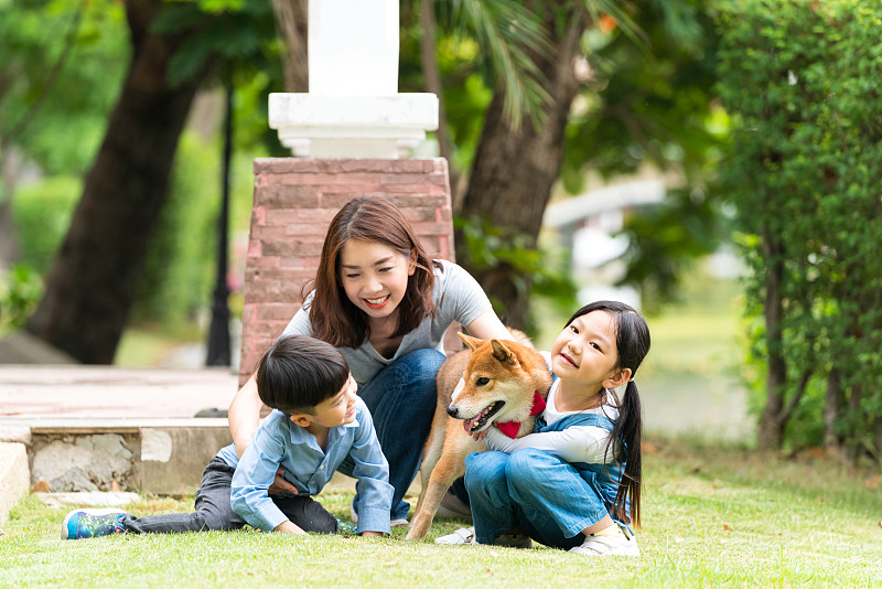 日本柴犬,狗,家庭,母亲,女儿,儿子,园林,可爱的,纯种犬,无忧无虑