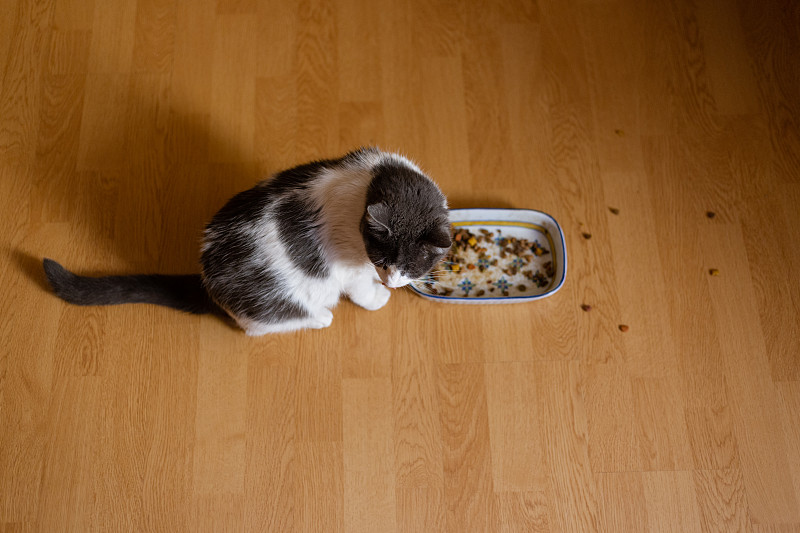 猫,谷物,灰色,食品,直的,地板,哺乳纲,猫科动物,餐具,动物