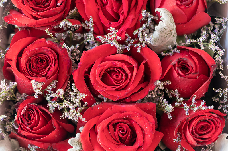 红色,玫瑰,浪漫,白色,正方形,白色背景,包装纸,事件,清新,华贵