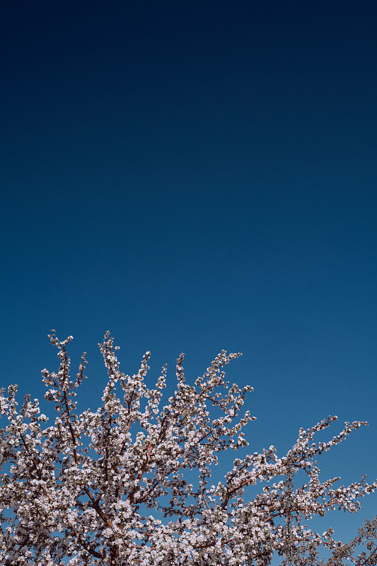 春天,蓝色,图像,天空,留白,苹果花,清新,自然界的状态,菜园,花