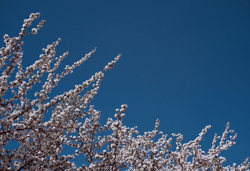 春天,蓝色,樱花,花,图像,枝,叶子,天空,青年人,留白