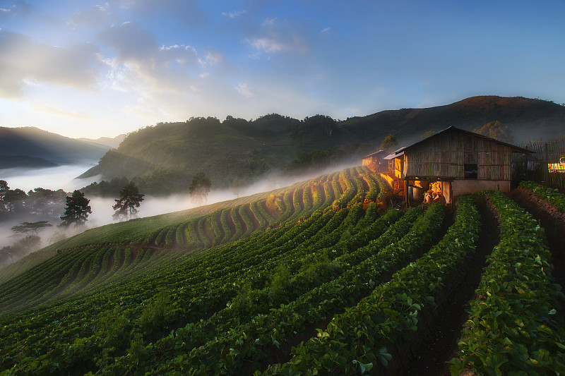 雾,泰国,草莓,山,种植园,田地,早晨,农业,云,草