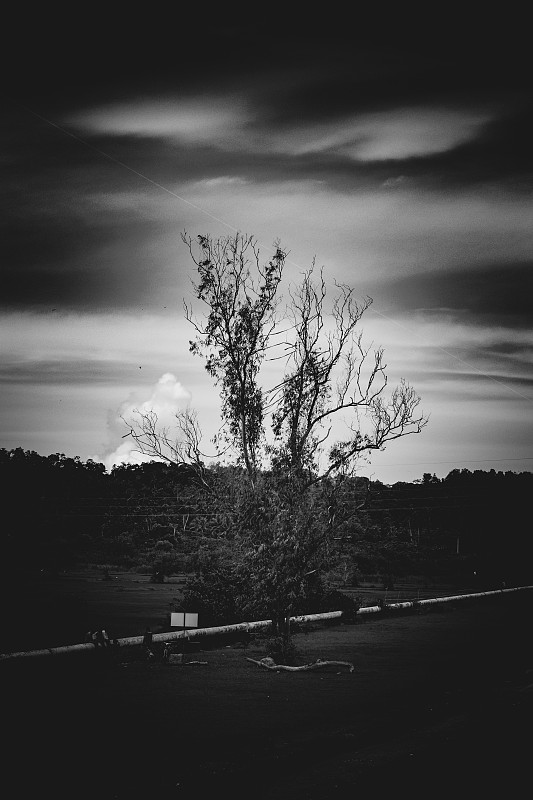 黑白图片,分离着色,斯里兰卡,暗色,灰色,死的,环境,云,黄昏,白桦树
