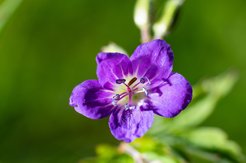 仅一朵花,野生植物,紫色,风景,顶部,奥地利,品红色,植物,户外,翡翠绿