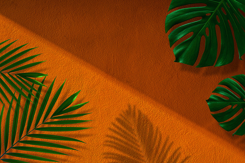 棕榈叶,阴影,彩色背景,鸡尾酒,顶部,风景,边框,热带气候,泰国,椰子