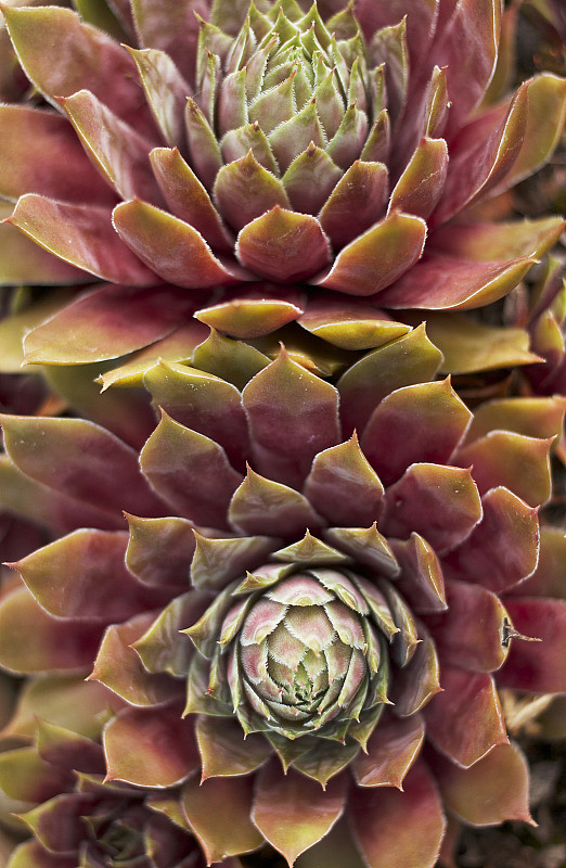 花盆,肉质植物,仙人掌,玫瑰花饰奖牌,植物群,对称,灰色,环境,英国,枝繁叶茂