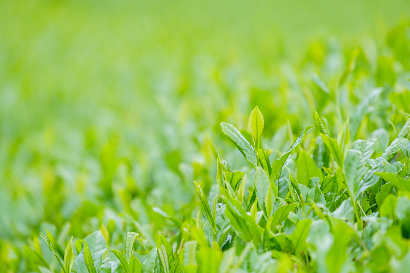 清新,茶树,绿色,农业,熟的,枝繁叶茂,色彩鲜艳,农场,京都府,植物