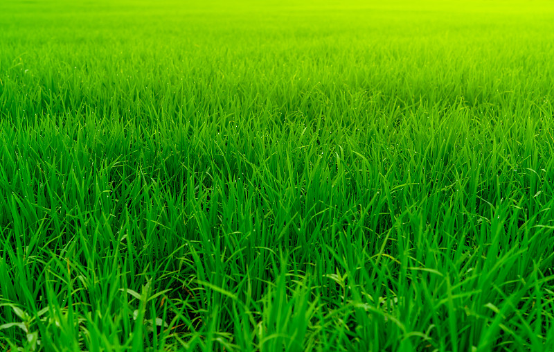 稻,稻田,叶子,亚洲,农场,种植园,东方食品,农业,有机食品,绿色