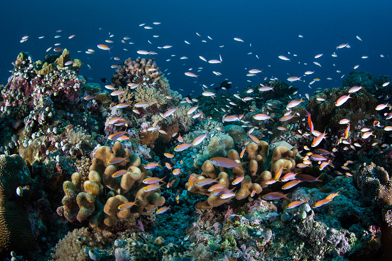 鱼类,礁石,帕劳,多色的,珊瑚,热带气候,世界遗产,密克罗尼西亚,动物,海洋保护区