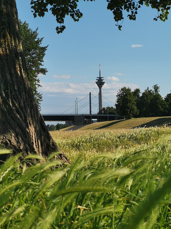 莱茵通讯塔,视角,自然美,夏天,照片,海滩,杜塞尔多夫,活力,草,现代