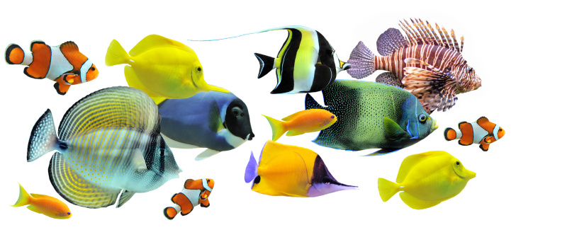 鱼类,停车楼,群,多样,小的,可蓝神仙鱼,黄镊口鱼,粉蓝颊纹鼻鱼,镰鱼,黄高鳍粗皮鲷