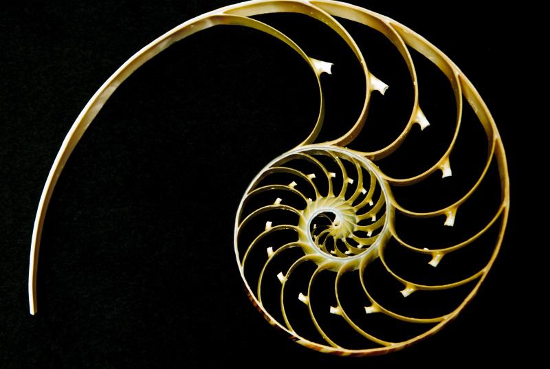 鹦鹉螺,横截面,对称,自然,抽象,水平画幅,大特写,重复,无限,生长