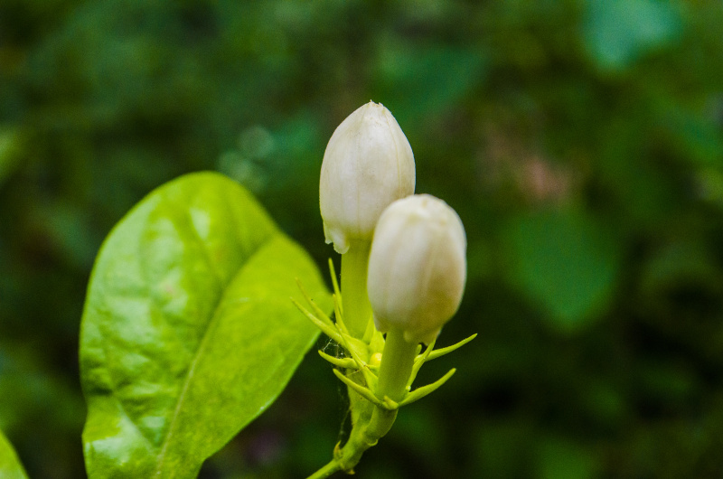 茉莉茶,茉莉,仅一朵花,印度次大陆人,花茶,中国茶,饮料,国内著名景点,健康保健,清新