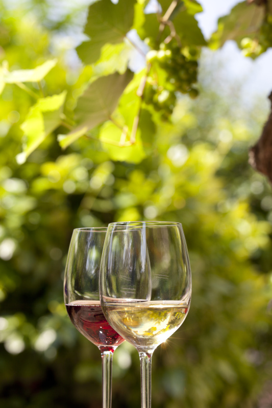 红色,白葡萄酒,农业,含酒精饮料,葡萄酒,两个物体,玻璃杯,葡萄,葡萄酒杯,有蔓植物